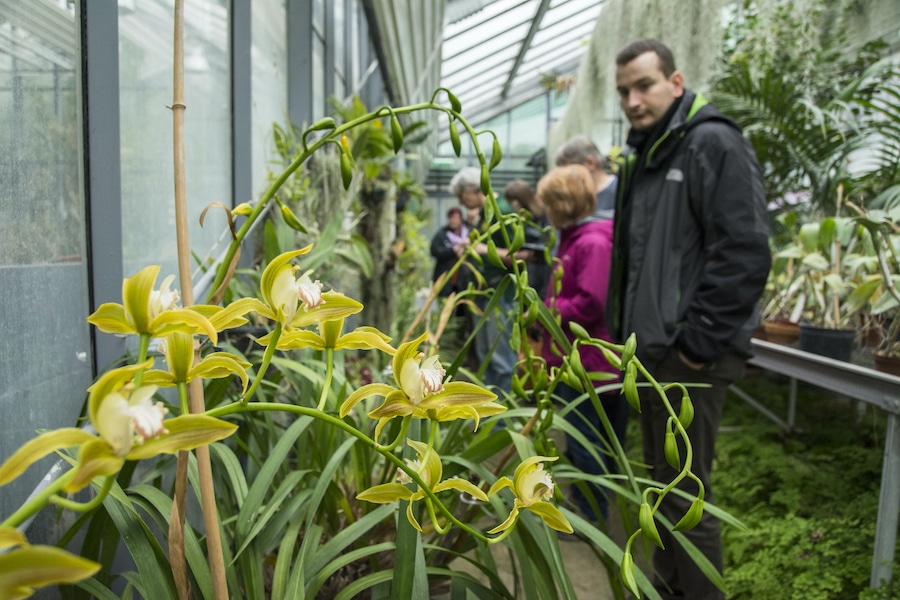 Orchidea a Füvészkert üvegházában – Fotó: Huszár Boglárka