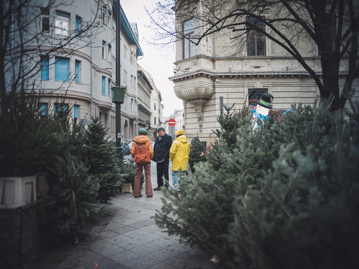 2022. december 20. Fenyőárusok