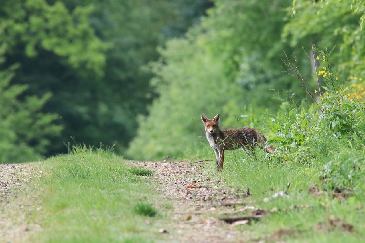 fox-g027d49f1d_1280