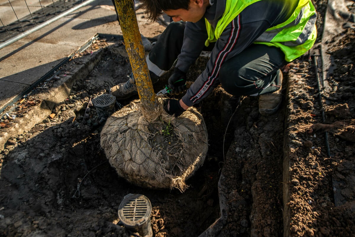 Pótolták a kitört fát a Blahán