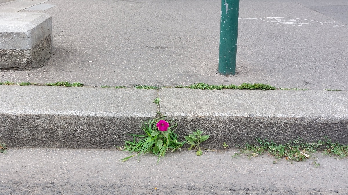 20230605330-M_varoskep_elet-a-varosban_petunia_JozsefKrt-UlloiUt-sarok