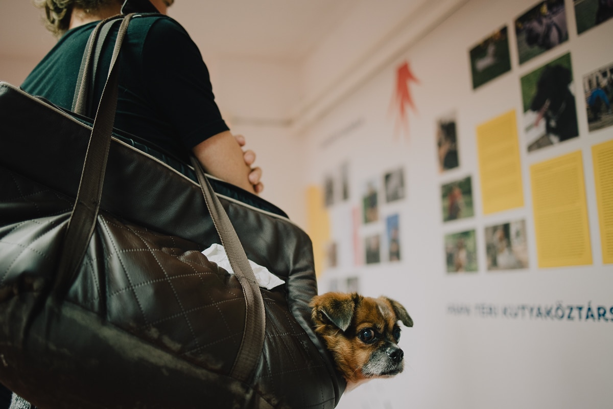 2023. október 3. Boldog kutyák - kiállításmegnyitó