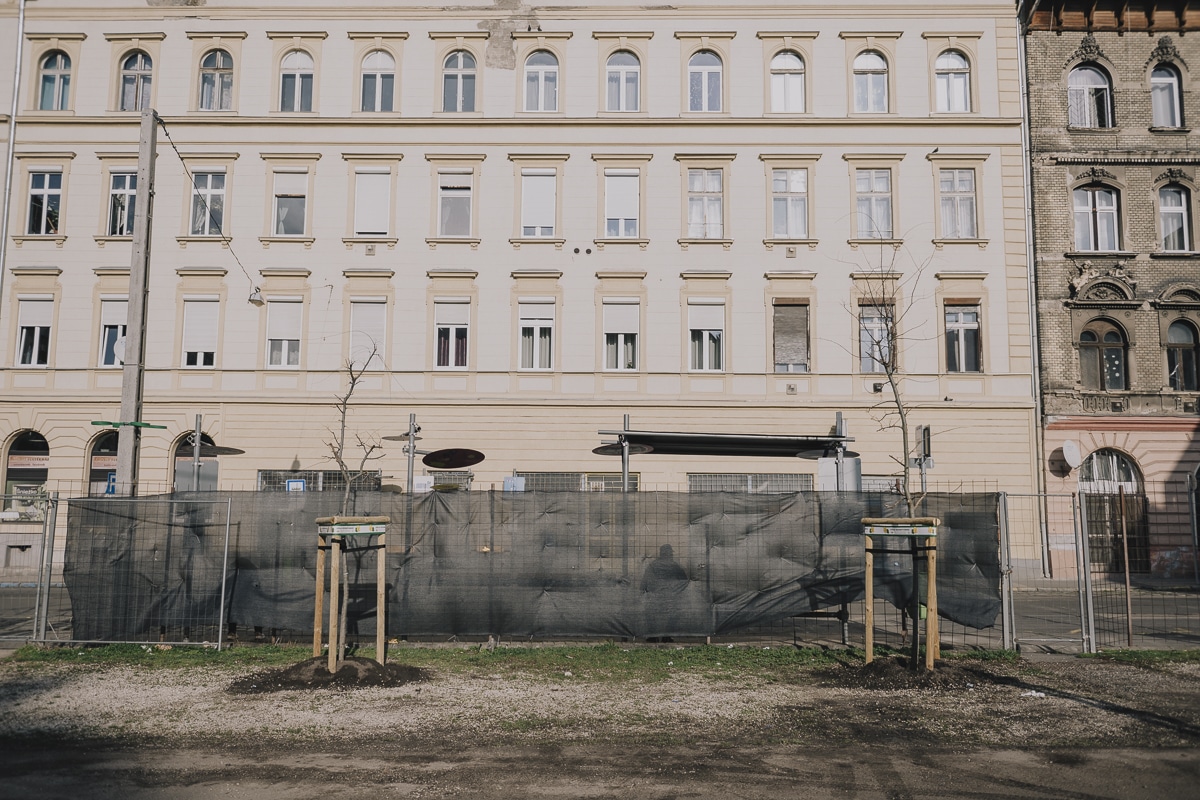 2024. február 26. Karácsony Sándor utcai fák