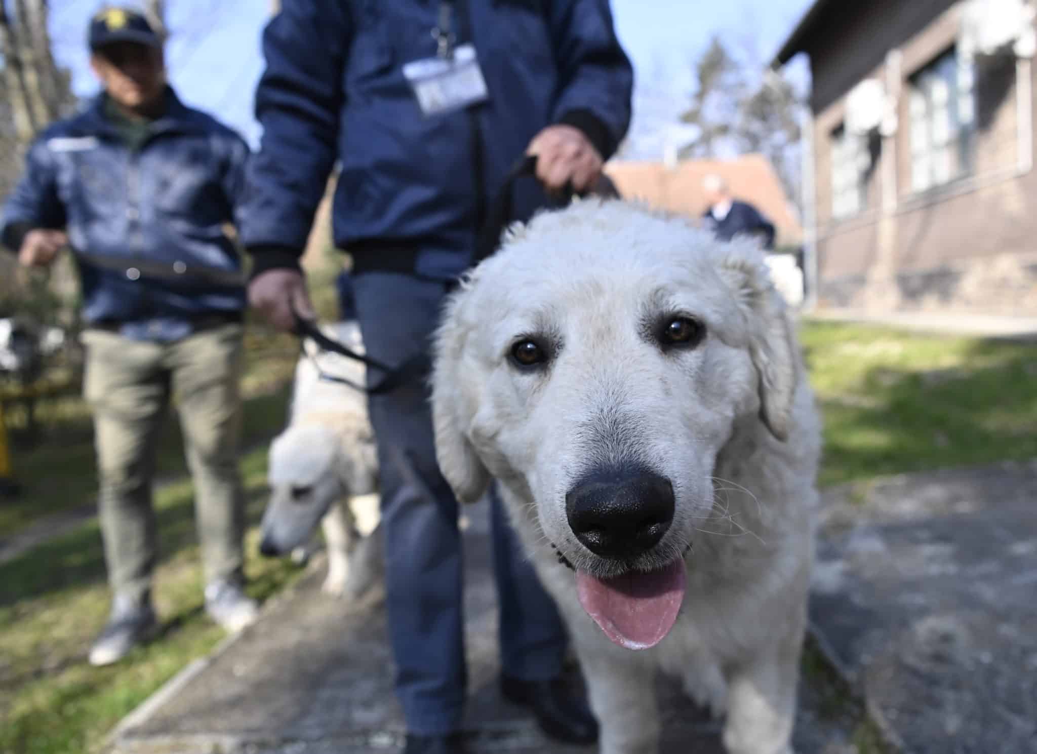 Újabb három kuvasz áll szolgálatba a polgárõrségnél