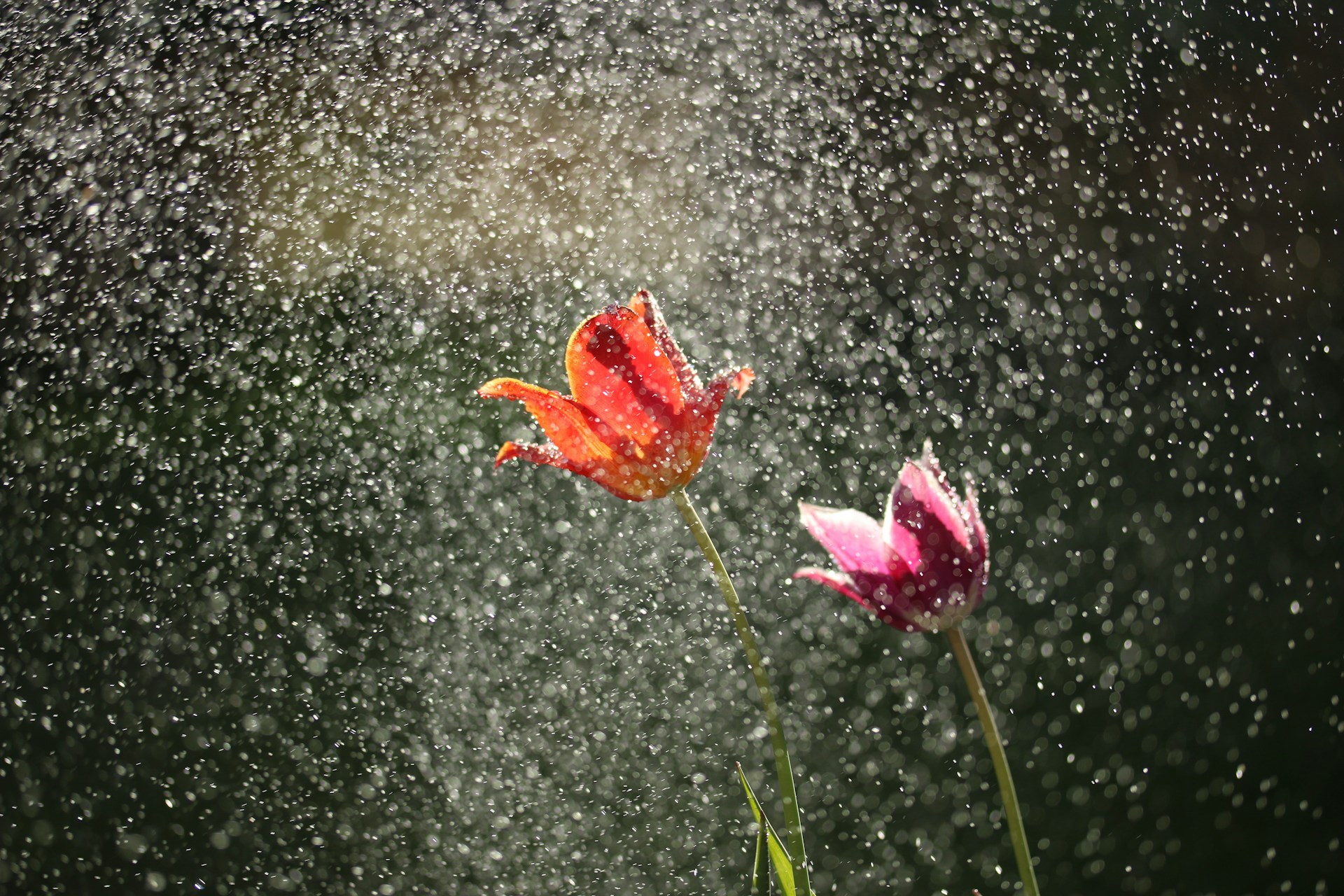 michael-podger-N-5x9gDWjs0-unsplash