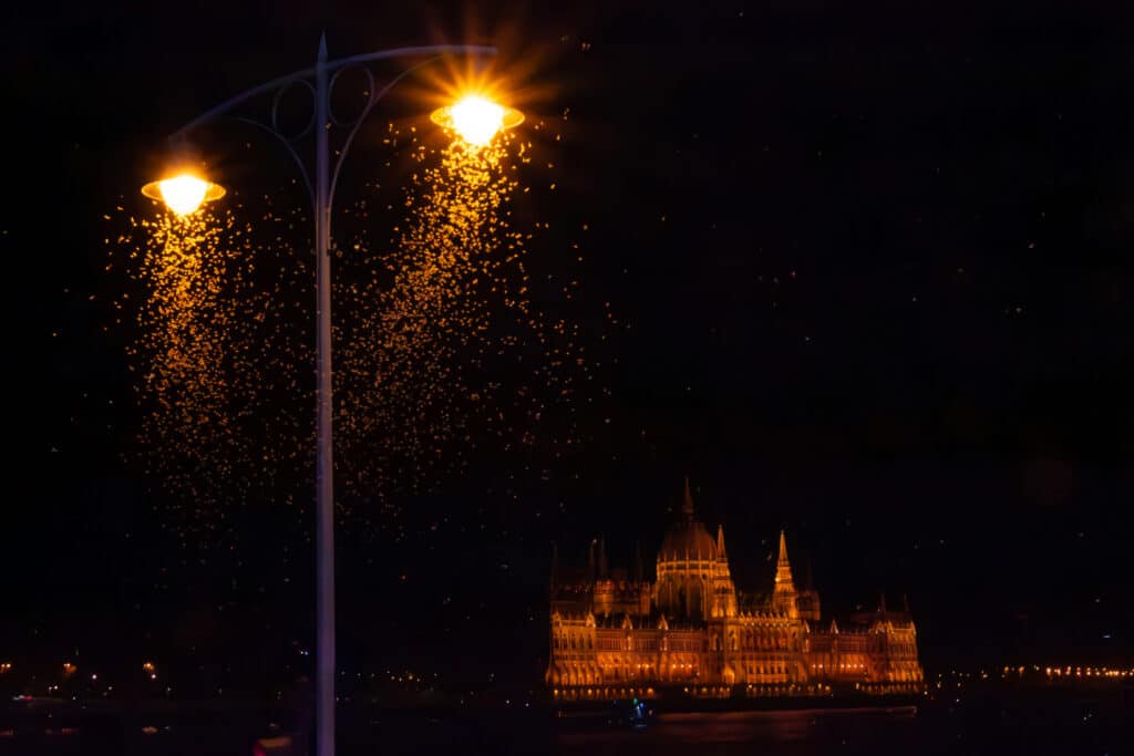 Dunavirágzás - Budapest 2024. augusztus - Fotó: Huszár Orsolya