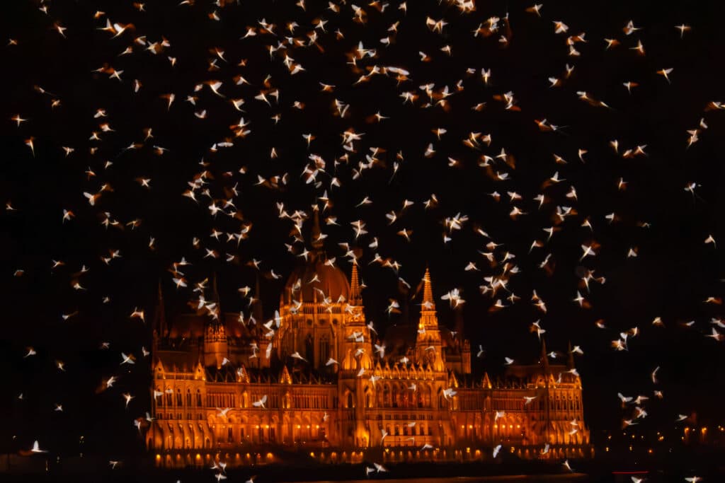 Dunavirágzás - Budapest 2024. augusztus - Fotó: Huszár Orsolya