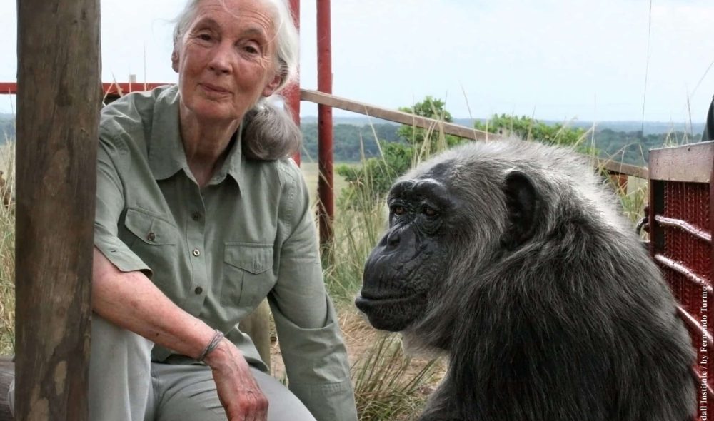AP0293-14@the-Jane-Goodall-Institute-by-Fernando-Turmo