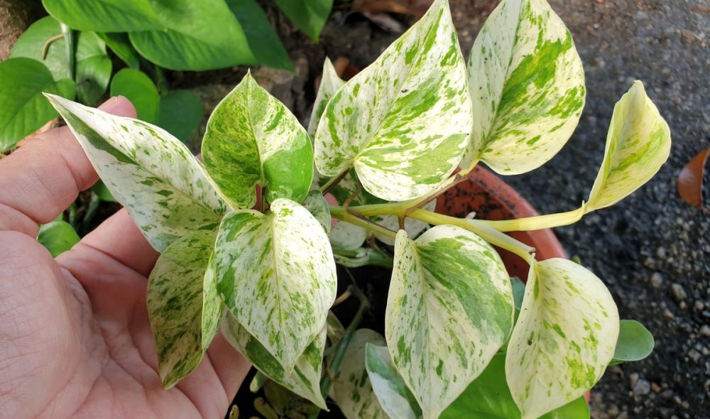 beautiful-variegated