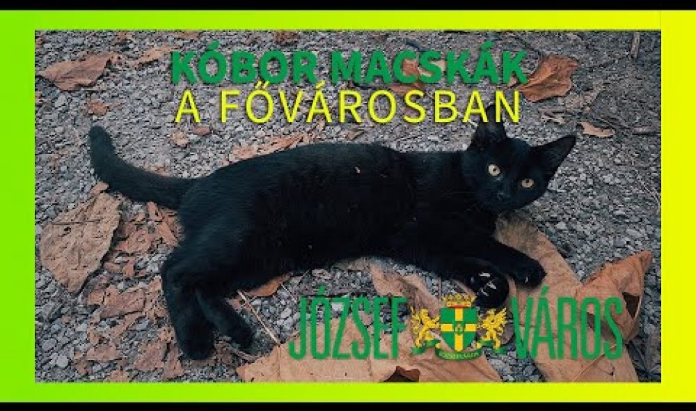 macska