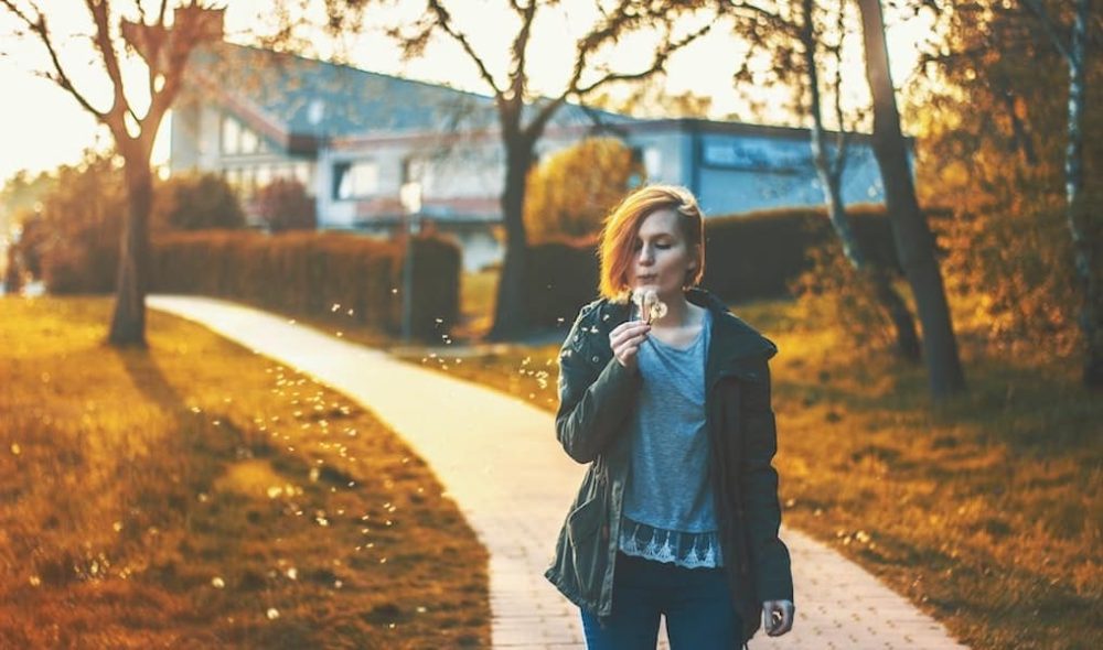 Pitypang - A kép forrása Pexels / Simon Robben